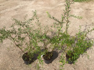 Tawuła szara (Spiraea cinera) Grefsheim c2 zdjęcie sadzonki
