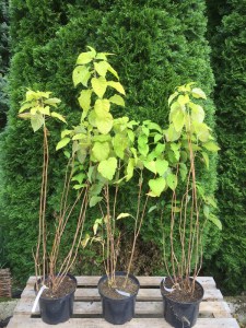 Hortensja drzewiasta (Hydrangea arbor.) Bounty c5 zdjęcie 5