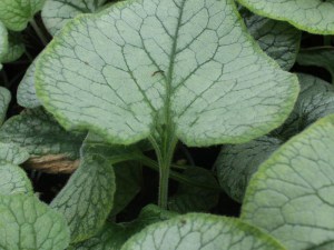 brunera wielkolistna (Brunnera macrophylla) Silver Heart 3