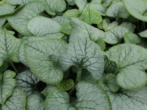 brunera wielkolistna (Brunnera macrophylla) Silver Heart 4