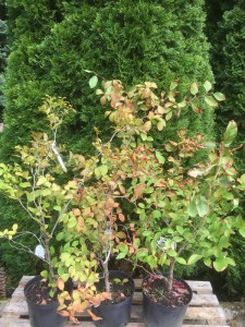 Stewarcja kameliowata (Stewartia pseudocamelia) c7,5 zdjęcie sadzonki