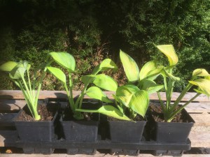 Funkia (Hosta) Bright Lights zdjęcie sadzonki