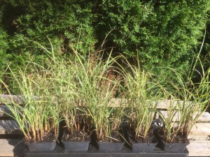 Miskant chiński (Miscanthus chinensis) Little Zebra zdjęcie sadzonki