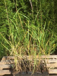 Miskant chiński (Miscanthus chinensis) Goliath zdjęcie sadzonki