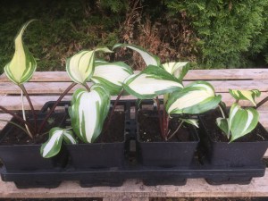 Funkia (Hosta) Raspberry Sundae zdjęcie sadzonki