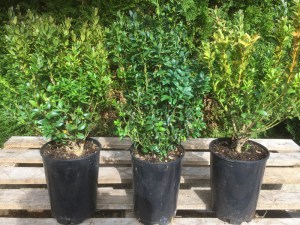 Bukszpan (Buxus sempervirens) c2 zdjęcie sadzonki
