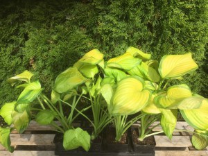 Funkia (Hosta) Stained Glass zdjęcie sadzonki