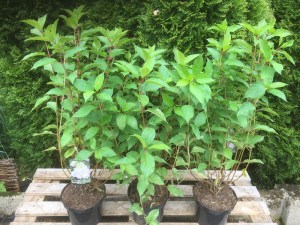 Hortensja bukietowa Polar Bear Hydrangea c3 zdjęcie sadzonki