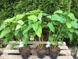 Hortensja drzewiasta (Hydrangea arbor.) Annabelle c3 zdjęcie sadzonki