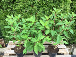 Hortensja bukietowa (Hydrangea paniculata) Phantom c3 zdjęcie sadzonki
