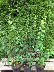 Jaśminowiec (Philadelphus) Snowbelle c2 krzewy ozdobne kwitnące zdjęcie 1