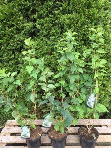 Jaśminowiec (Philadelphus) Virginal c2 zdjęcie sadzonki