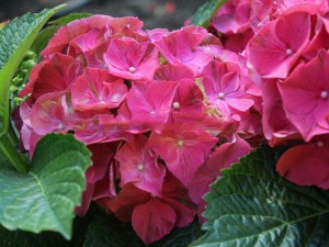 'Hortensja ogrodowa (Hydrangea) Speedy Red c3 zdjęcie 3' Hortensja ogrodowa (Hydrangea) Speedy Red c3 zdjęcie 3