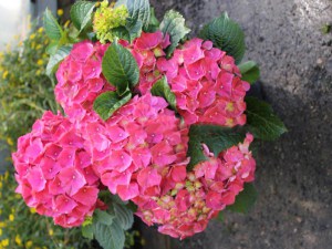 'Hortensja ogrodowa (Hydrangea) Speedy Red c3 zdjęcie 4' Hortensja ogrodowa (Hydrangea) Speedy Red c3 zdjęcie 4
