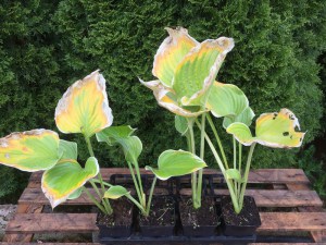 Funkia (Hosta) Sagae zdjęcie sadzonki