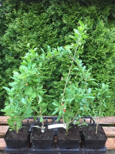 Jagody Goji (Lycium barbarum) XXL sadzonka zdjęcie sadzonki