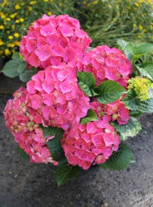 'Hortensja ogrodowa (Hydrangea) Speedy Red c3 zdjęcie 6' Hortensja ogrodowa (Hydrangea) Speedy Red c3 zdjęcie 6