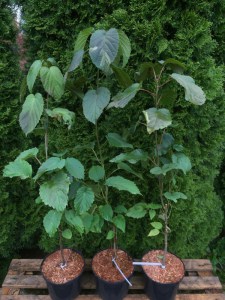 Dawidia chińska (Davidia involucrata) zdjęcie sadzonki