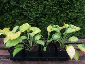 Funkia (Hosta) September Sun zdjecie sadzonki