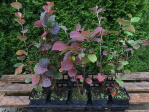 Fotergilla większa (Fothergilla major) zdjęcie sadzonki