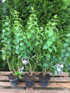 Jaśminowiec (Philadelphus) Bouquet Blanc c2 zdjęcie sadzonki