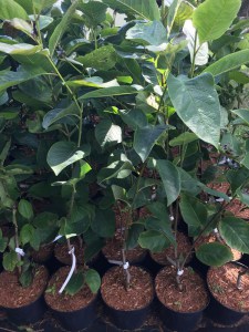 Magnolia Brixton Belle c4 zdjęcie sadzonki
