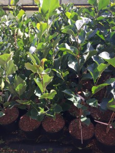 Magnolia Till March Frost c4 zdjęcie sadzonki