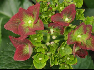 'Hortensja ogrodowa (Hydrangea macrophylla) Green Shadow zdjęcie 2' Hortensja ogrodowa (Hydrangea macrophylla) Green Shadow zdjęcie 2