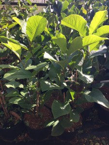 Magnolia acuminata Blue Opal zdjęcie sadzonki