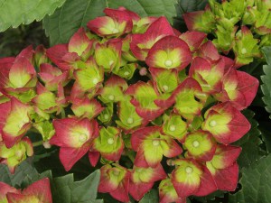 'Hortensja ogrodowa (Hydrangea macrophylla) Green Shadow zdjęcie 1' Hortensja ogrodowa (Hydrangea macrophylla) Green Shadow zdjęcie 1