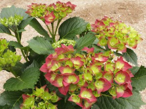 'Hortensja ogrodowa (Hydrangea macrophylla) Green Shadow zdjęcie 3' Hortensja ogrodowa (Hydrangea macrophylla) Green Shadow zdjęcie 3