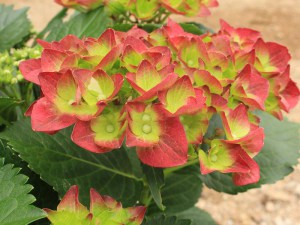 'Hortensja ogrodowa (Hydrangea macrophylla) Green Shadow zdjęcie 4' Hortensja ogrodowa (Hydrangea macrophylla) Green Shadow zdjęcie 4
