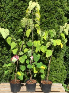 Judaszowiec kanadyjski (Cercis canadensis) Melon Beauty c4 zdjęcie sadzonki