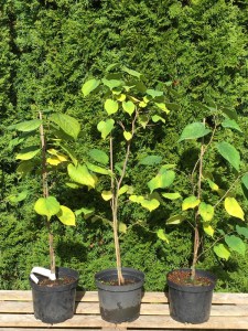 Judaszowiec chiński (Cercis chinensis) Don Egolf c4 zdjęcie sadzonki