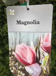 Magnolia Atlas c3 zdjęcie 6