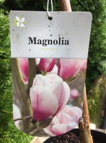 Magnolia Athene C3 zdjęcie 6