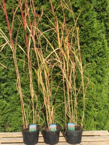 Miskant chiński (Miscanthus chinensis) Goliath zdjęcie 1 sadzonki