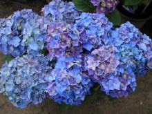 Hortensja ogrodowa (Hydrangea macrophylla) Blue Heaven c3 zdjęcie 1