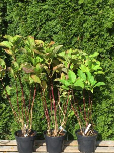 Hortensja ogrodowa (Hydrangea) Zorro c3 zdjęcie sadzonki