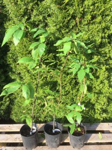 Kasztan jadalny (Castanea sativa) c2 zdjęcie sadzonki