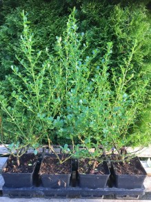 Prusznik (Ceanothus impressus) Victoria c1 zdjęcie sadzonki