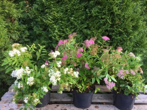 Tawuła japońska (Spiraea japonica) Shirobana c2 zdjęcie sadzonki