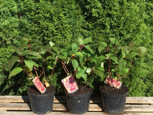 Hortensja bukietowa (Hydrangea paniculata) Wims Red c3 zdjęcie sadzonki