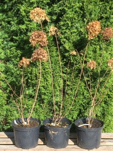 Hortensja bukietowa (Hydrangea paniculata) Bobo c2 zdjęcie sadzonki