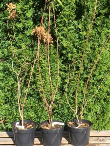Hortensja bukietowa Moonlight Hydrangea c3 zdjęcie sadzonki