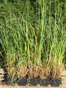 Trawa pampasowa biała (Cortaderia) Pumila zdjęcie sadzonki