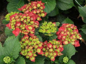 'Hortensja ogrodowa (Hydrangea macrophylla) Green Shadow zdjęcie 5' Hortensja ogrodowa (Hydrangea macrophylla) Green Shadow zdjęcie 5