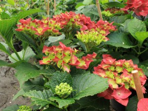 'Hortensja ogrodowa (Hydrangea macrophylla) Green Shadow zdjęcie 6' Hortensja ogrodowa (Hydrangea macrophylla) Green Shadow zdjęcie 6