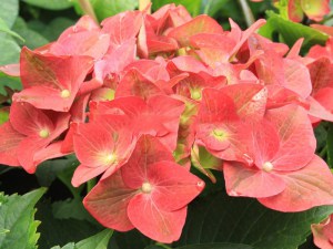 'Hortensja ogrodowa (Hydrangea macrophylla) Green Shadow zdjęcie 7' Hortensja ogrodowa (Hydrangea macrophylla) Green Shadow zdjęcie 7