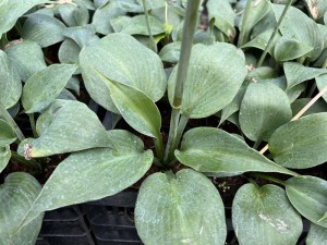 Funkia (Hosta) Bullet Proof zdjęcie 2